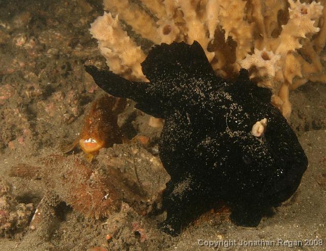 PPP_1855.jpg - Family of anglerfish, 24 February, 2008
