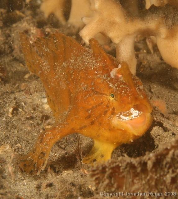 PPP_1861.jpg - Striped anglerfish, 24 February, 2008