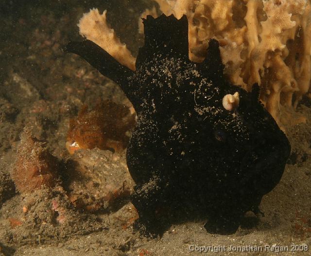 PPP_1869.jpg - The family again (Anglerfish), 24 February, 2008