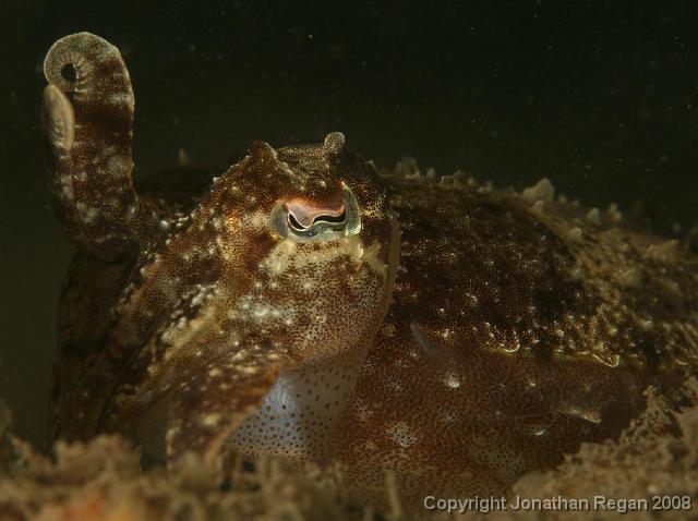 PPP_4610.jpg - Mourning Cuttlefish, 13 April, 2008