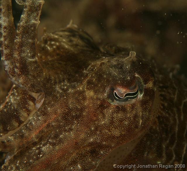 PPP_4616.jpg - Up close with the mourning cuttlefish, 13 April, 2008