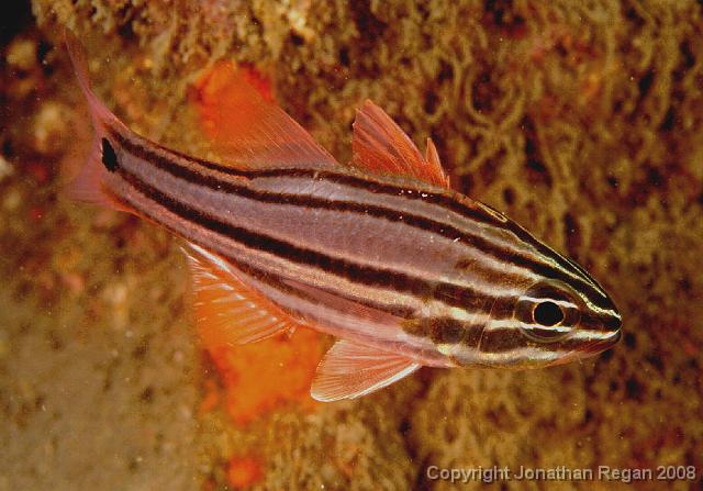 PPP_4629.jpg - Sydney Cardinalfish, 13 April, 2008
