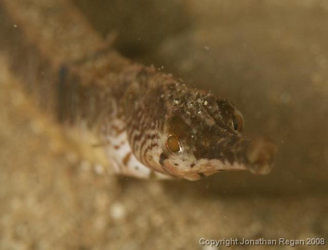 PPP_4635.jpg - Tiger Pipefish, 13 April, 2008