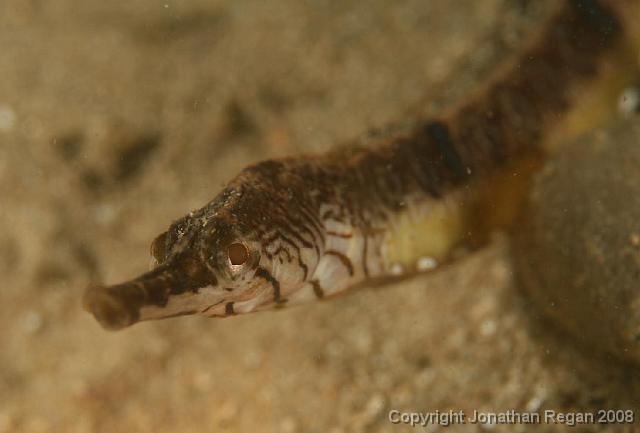 PPP_4636.jpg - Tiger Pipefish, 13 April, 2008