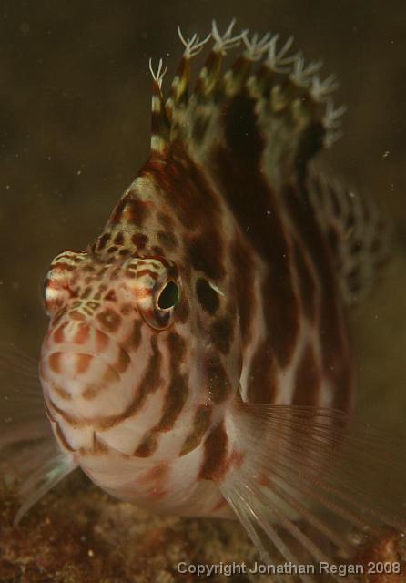PPP_4666.jpg - Blotched Hawkfish, 13 April, 2008