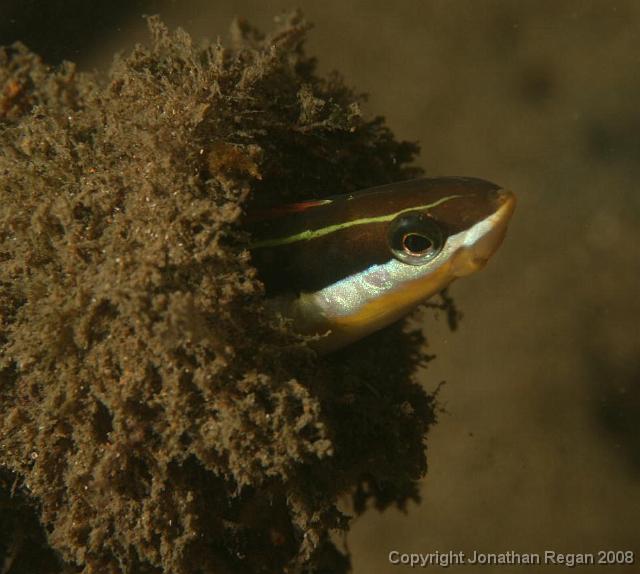 PPP_4672.jpg - Lance Blenny, 13 April, 2008