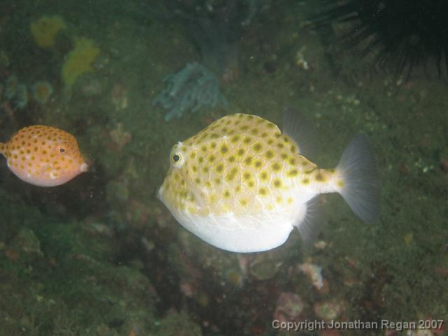 PB100628.JPG - Eastern Smooth Boxfish + juvenile, 10 November, 2007