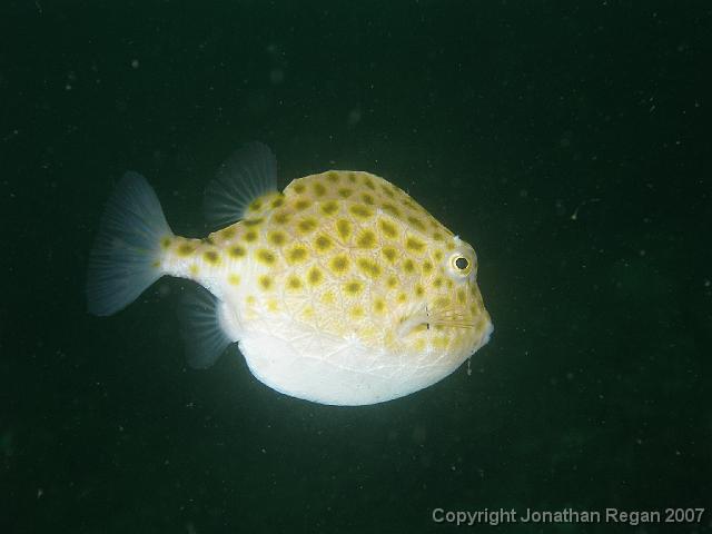 PB100630.JPG - Eastern smooth boxfish, 10 November, 2007