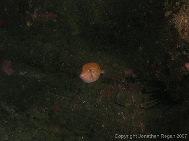 PB100643.JPG - Juvenile eastern smooth boxfish, 10 November, 2007