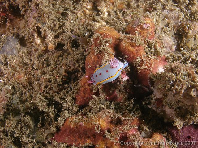 PB100692.JPG - Bennett's hypselodoris, 10 November, 2007