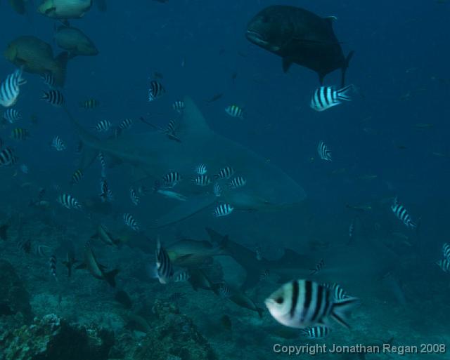 IMG_4385.jpg