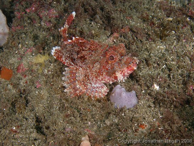 PB040402.JPG - Red rockcod, 4 November, 2007