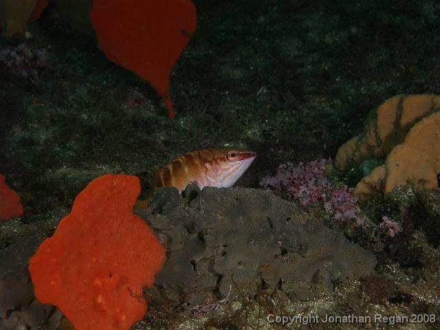 PB040404.JPG - Half banded seaperch, 4 November, 2007