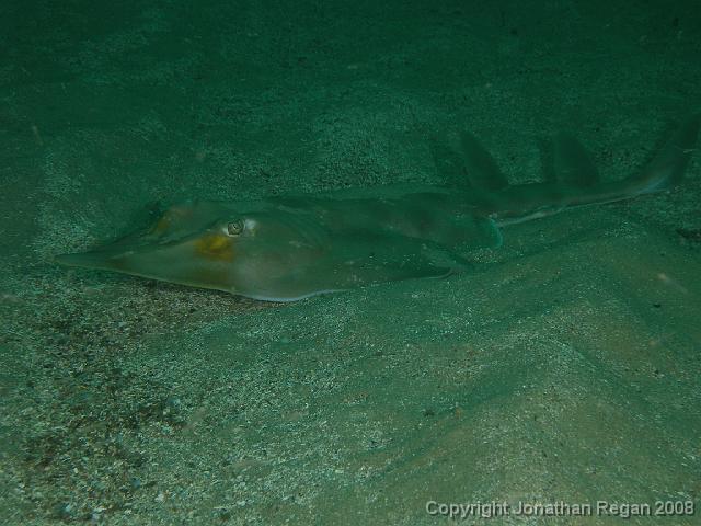 PB040406.JPG - Shovelnose ray, 4 November, 2007