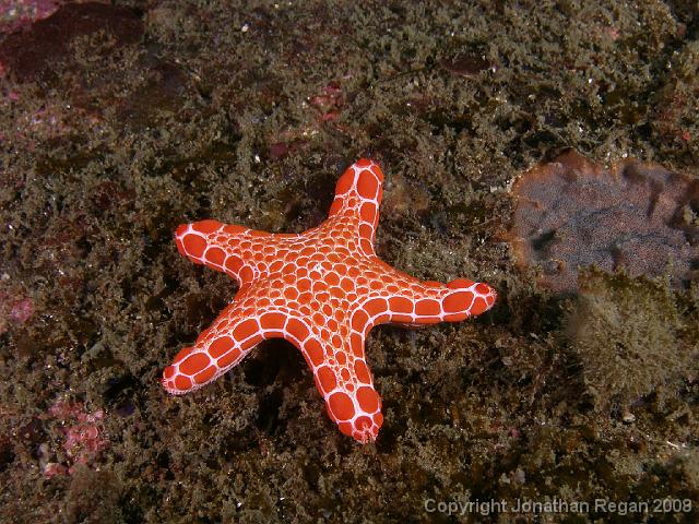 PB040415.JPG - Biscuit star, 4 November, 2007