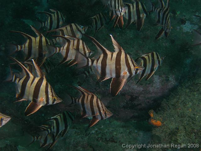 PB040417.JPG - School of old wifes, 4 November, 2007