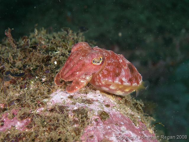 PB040422.JPG - Mourning cuttlefish, 4 November, 2007