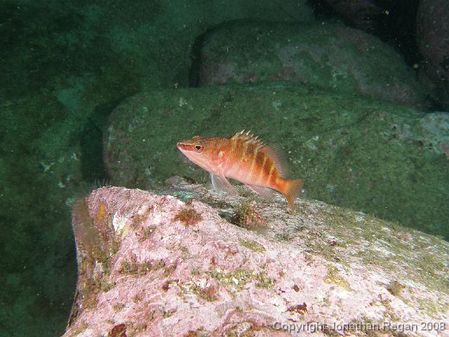 PB040429.JPG - Half banded seaperch, 4 November, 2007