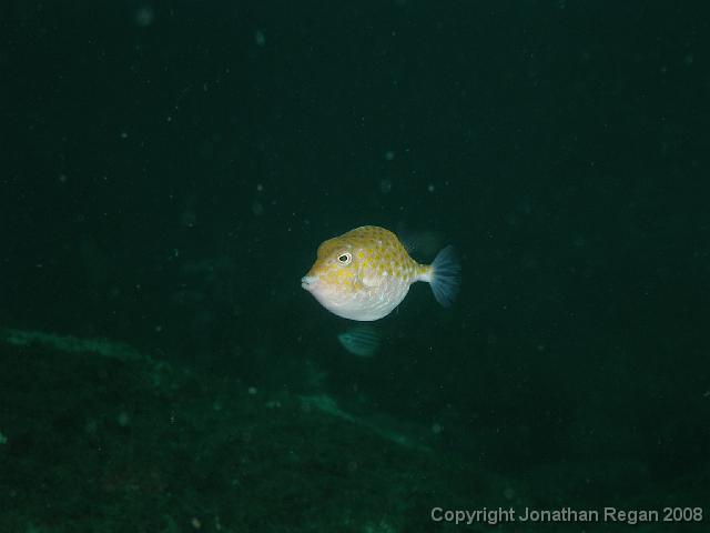 PB040434.JPG - Eastern smooth boxfish, 4 November, 2007