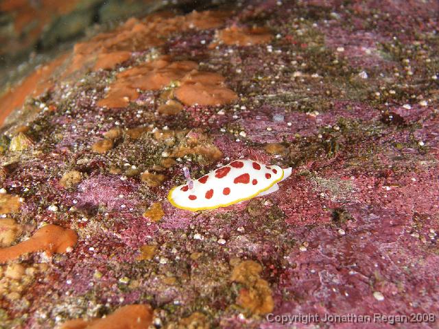 PB040439.JPG - Splendid chromodoris, 4 November, 2007