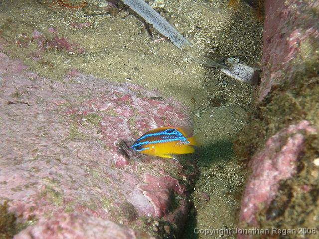 PB040446.JPG - Juvenile white ear parma, 4 November, 2007