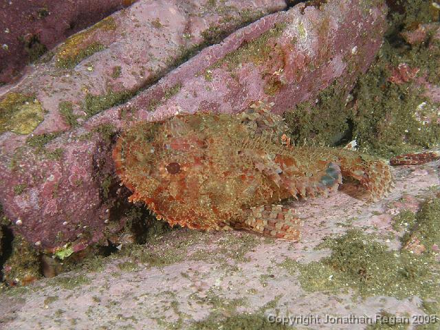 PB040448.JPG - Red rockcod, 4 November, 2007