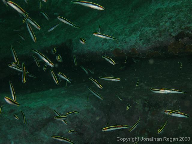 PB040450.JPG - Eastern hula fish, 4 November, 2007