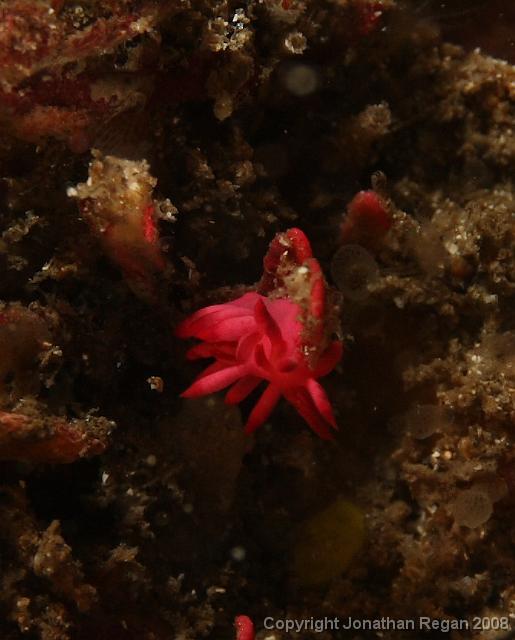 PPP1599_edited.JPG - Pink Okenia, 23 February, 2008