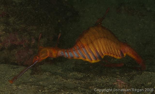 PPP1639_edited.JPG - Weedy Seadragon, 23 February, 2008