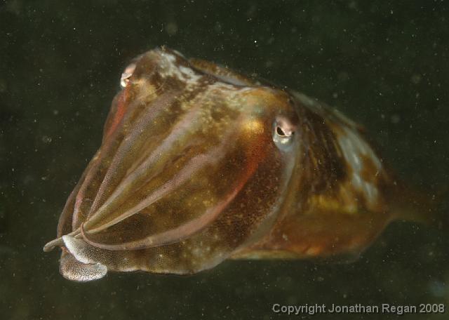 PPP1654_edited.JPG - Mourning Cuttlefish, 23 February, 2008