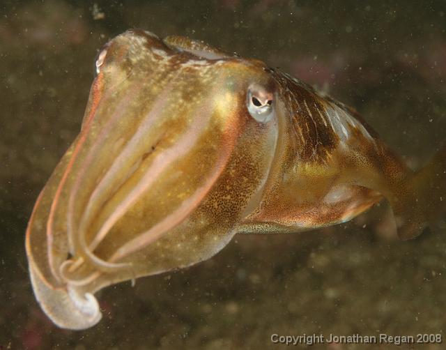 PPP1656_edited.JPG - Mourning Cuttlefish, 23 February, 2008