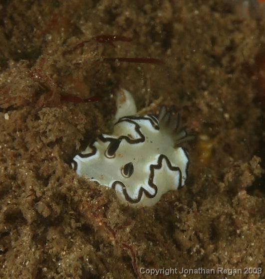 PPP1663_edited.JPG - Black Margined Glossodoris, 23 February, 2008