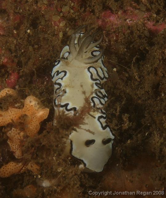 PPP1666_edited.JPG - Black Margined Glossodoris, 23 February, 2008