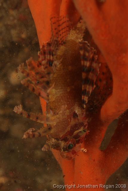 PPP1687_edited.JPG - Dwarf Lionfish, 23 February, 2008