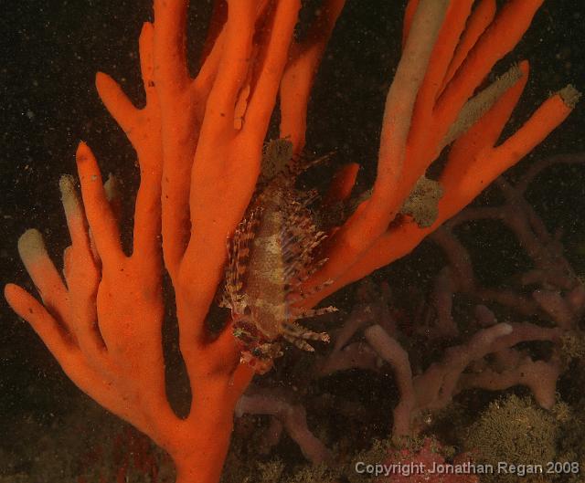 PPP1691_edited.JPG - Dwarf Lionfish, 23 February, 2008
