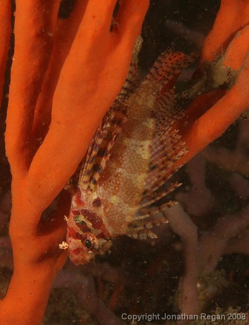 PPP1700_edited.JPG - Dwarf Lionfish, 23 February, 2008