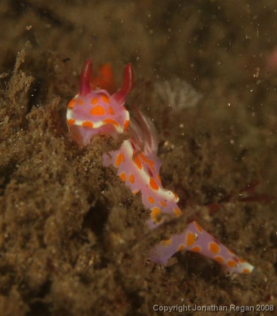 PPP1705_edited.JPG - Sweet Ceratosoma, 23 February, 2008