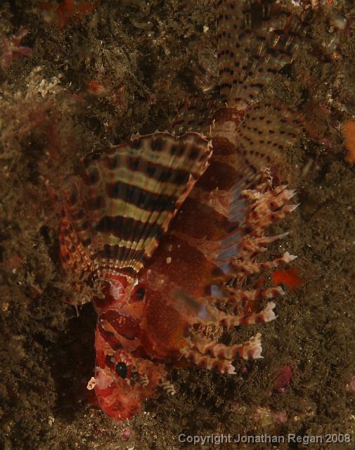 PPP1710_edited.JPG - Dwarf Lionfish, 23 February, 2008