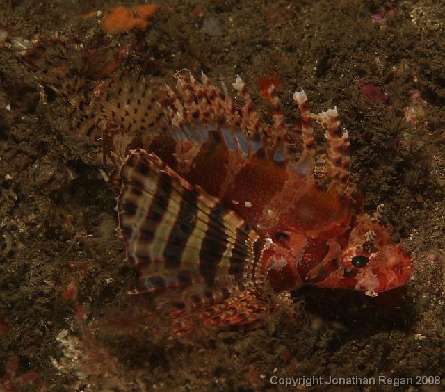 PPP1711_edited.JPG - Dwarf Lionfish, 23 February, 2008