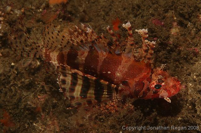 PPP1712_edited.JPG - Dwarf Lionfish, 23 February, 2008