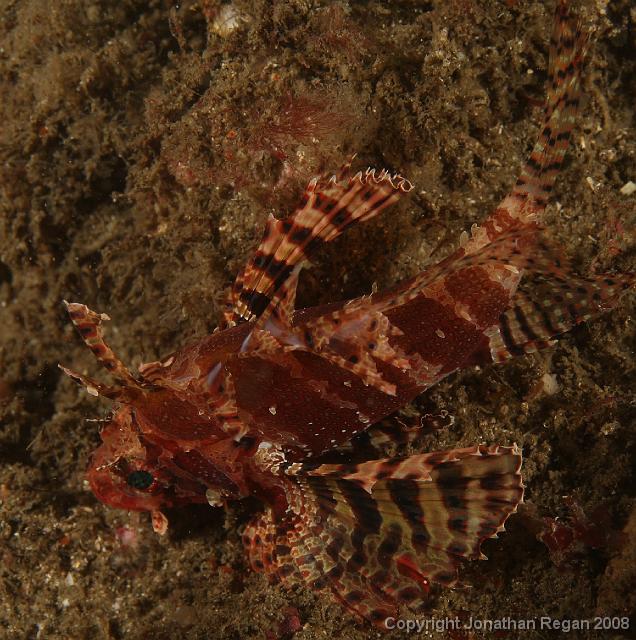 PPP1717_edited.JPG - Dwarf Lionfish, 23 February, 2008
