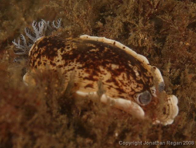 PPP1734_edited.JPG - Variable Aphelodoris, 23 February, 2008