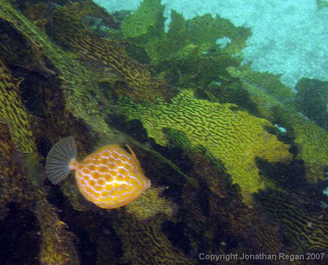 mosaic.jpg - Leatherjacket