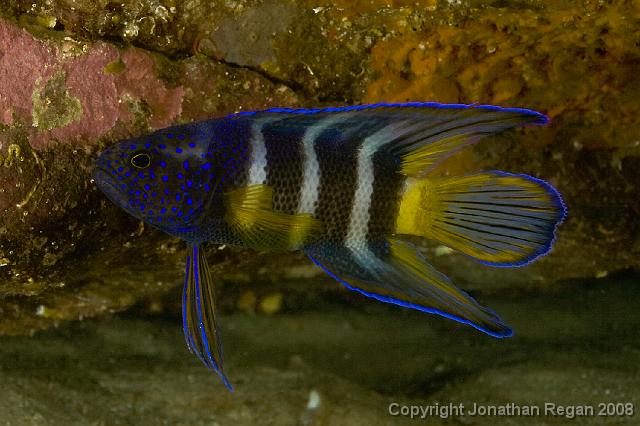IMG_7587.jpg - Eastern Blue Devil Fish, 5 July, 2008