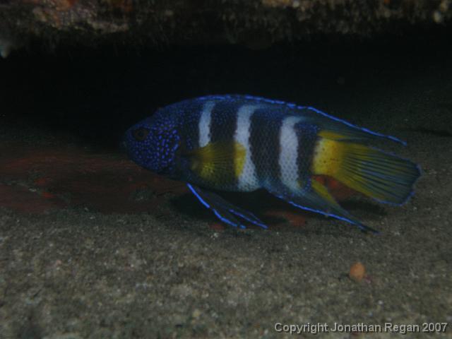 P3037751.JPG - Eastern blue devil fish, 3 March, 2007.
