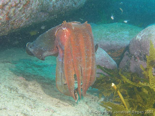 P3037862.JPG - Giant cuttlefish, 3 March, 2007.