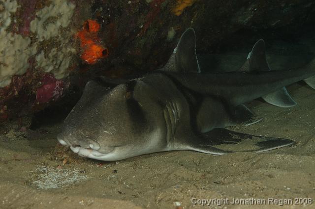 PPP_0583.JPG - Port Jackson, 27 January, 2008