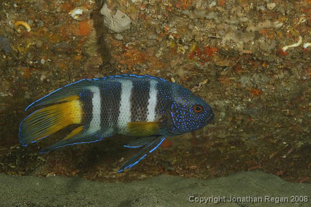 PPP_0619.JPG - Eastern Bluedevil Fish, 27 January, 2008
