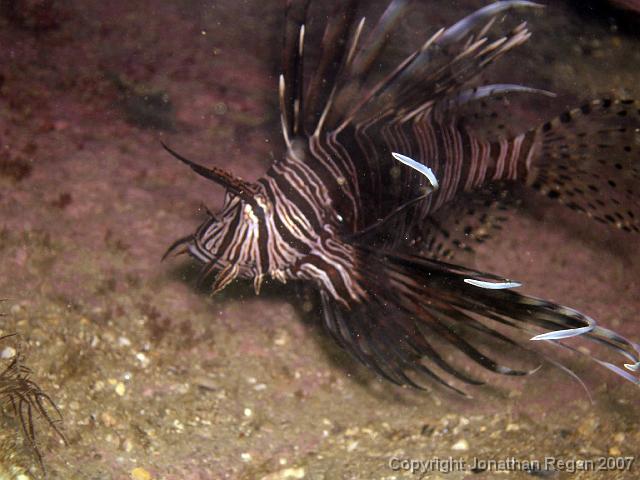 P2190726.jpg - Lionfish