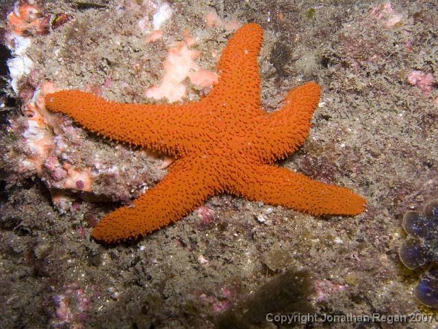 P3050830.jpg - Sea Star